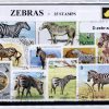 D-zebr-s25.jpg